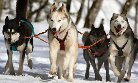 Hunde som kæledyr: Alt hvad du behøver at vide