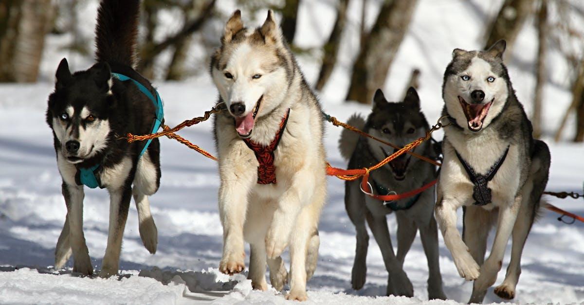 Hunde som kæledyr: Alt hvad du behøver at vide